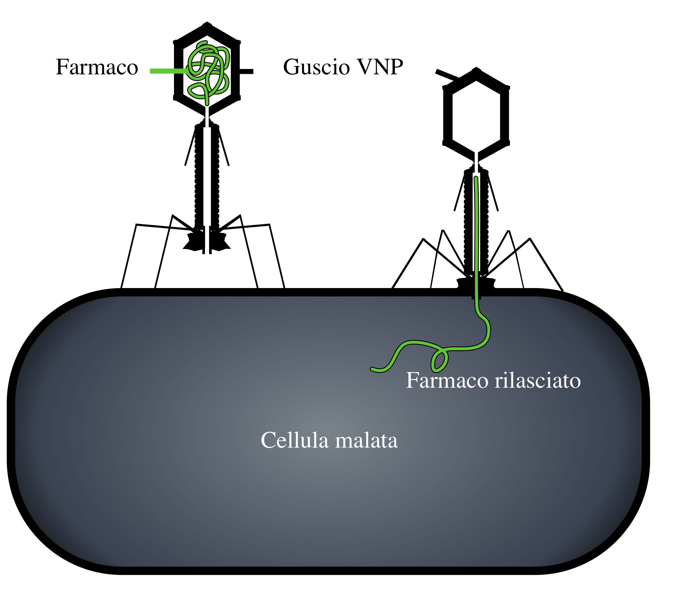 Figura 1By phage: Modified from Adenosine, bacteria + composition: Thomas Splettstoesser (www.scistyle.com) - Own work, CC BY-SA  3.0, https://commons.wikimedia.org/w/index.php?curid=20351670